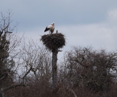 las cigueñas vuleven como cada alio a los nidos que quedaron durante el otoño vacios despues de su migracion. Ahora en esta epoca vulevn a paraearse y a recostruir los nidos formados por barro, ramas y que pueden llegar a pesar un par de cientos de kilos