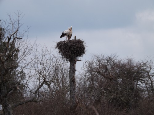 las cigueñas vuleven como cada alio a los nidos que quedaron durante el otoño vacios despues de su migracion. Ahora en esta epoca vulevn a paraearse y a recostruir los nidos formados por barro, ramas y que pueden llegar a pesar un par de cientos de kilos
