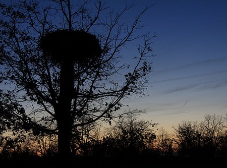 Nido de cigüeña en la carretera de Bermillo a Muga