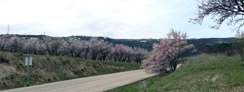 almendrosenflower_carretera