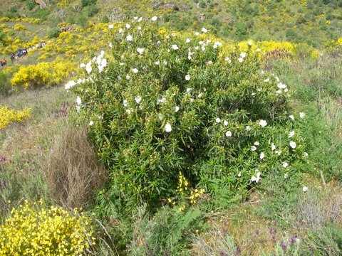 SANYO DIGITAL CAMERA