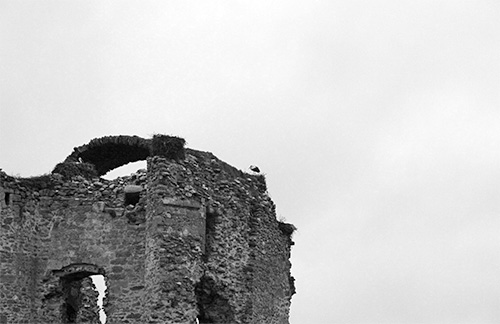 Cigüeñas en la Torre del Homenaje del Castillo de Asmesnal