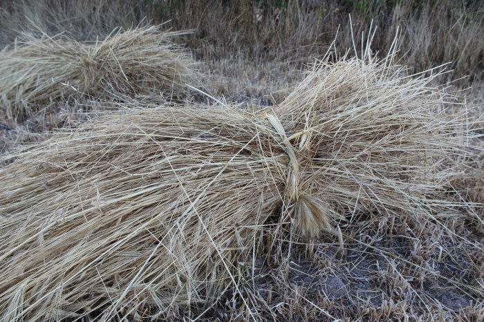 manojo atado con gavillas