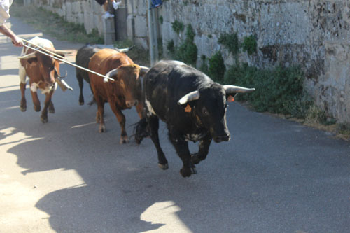 La manada pasando por la cuesta de san albín