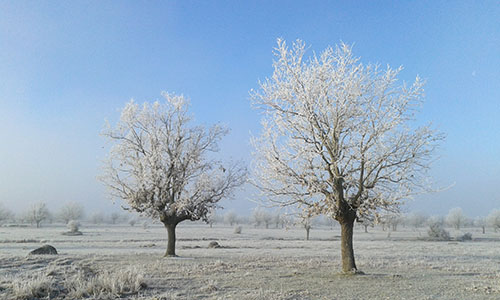 cencellada sayago zamora