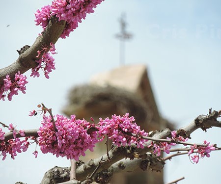 Flores y al fondo la espadaña de la iglesia de Almeida