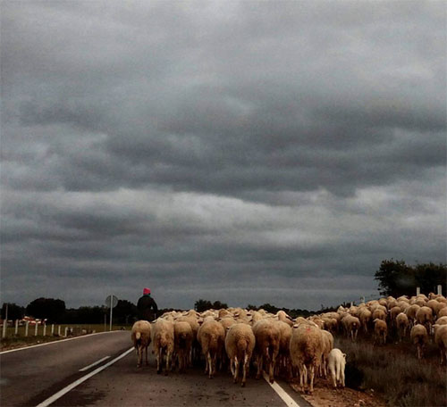 escuadro_ovejas_instagram_lfpalomino