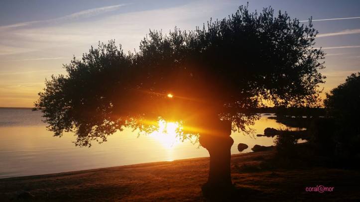 salce_atarceder_coralmoralejo2