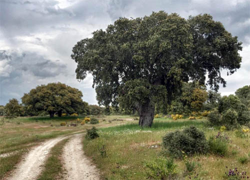 lacernecina_monte_encinasygranito