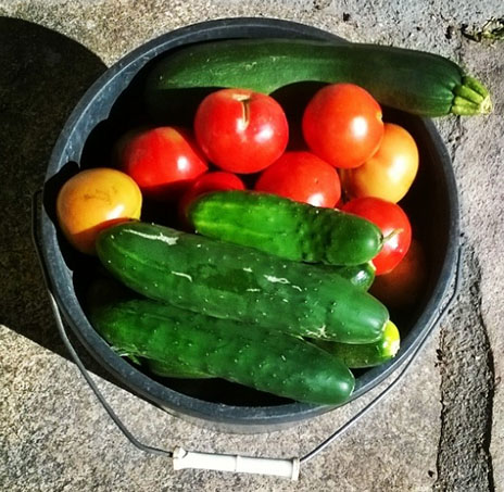 0insta_huerta_evatorocoro