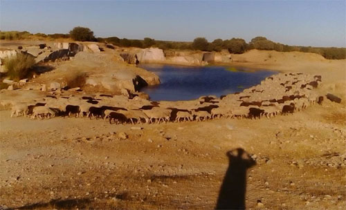 009_instagram_chicote_1991_rebanodeovejas