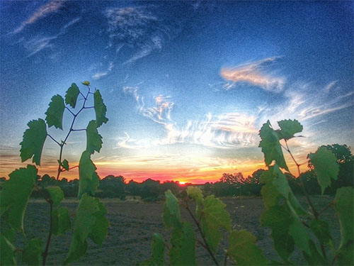 arganin_vina_mariajesuspascual