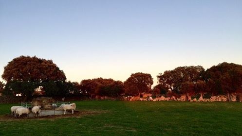 15644261_943223015810047_2103391990_n