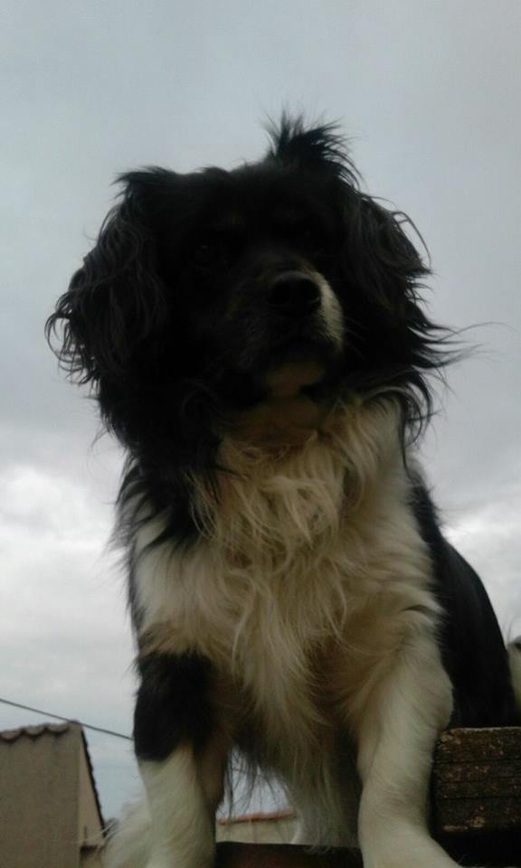 15781171_10211886125331171_1978117264806072880_n1