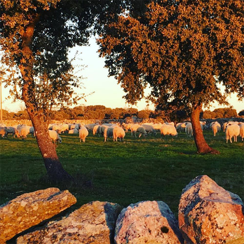 monumenta_instagram_eduardogarciaalonso