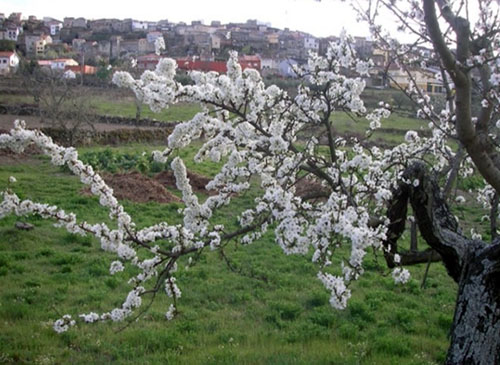 fermoselle_instagram_almendros_fermosellana