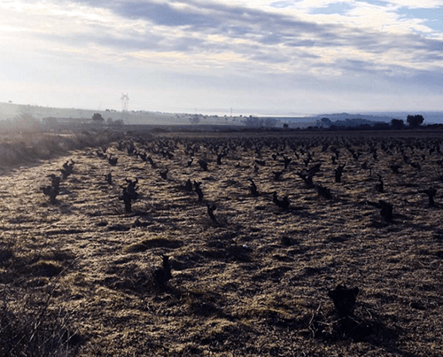 fermoselle_invierno_vinas_bodegasfrontio