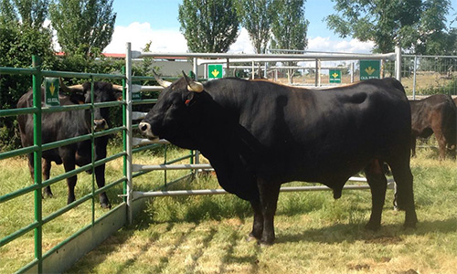 Ejemplar de toro de raza sayaguesa