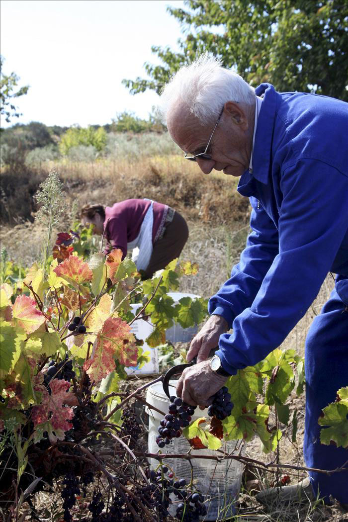Viticultores Arribes
