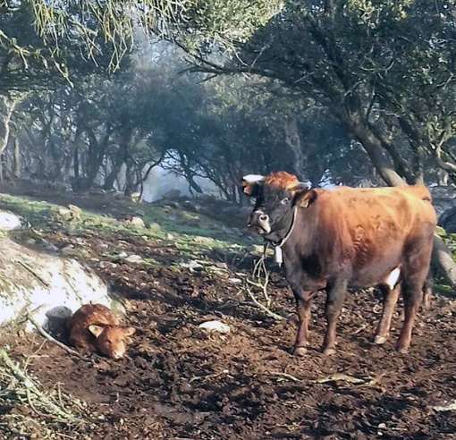 pereruela_vacas_josecabrerahu