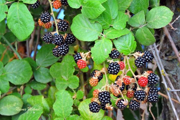 41628865_2117204411867058_4714529852143697920_n