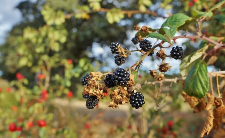 Moras en Villardiegua de la.Rivera zamora