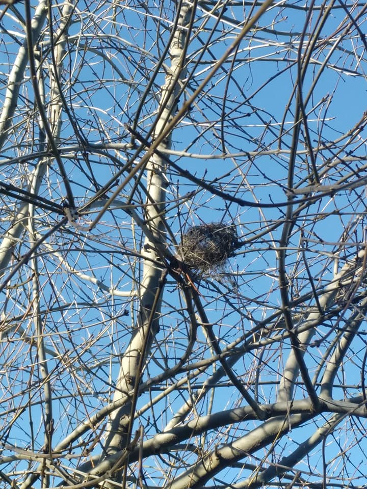 47396850_2169580333296132_4999799733108080640_n