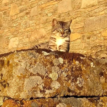 gato pardo sobre piedra en bermillo de sayago, zamora, españa