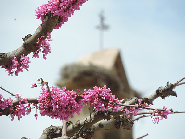 flores sobre árbol frente a la iglesia de almeida de sayago