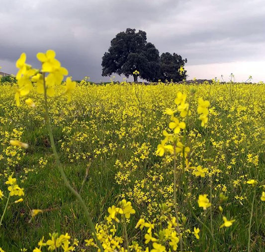 flores silvestres en Gáname de Sayago
