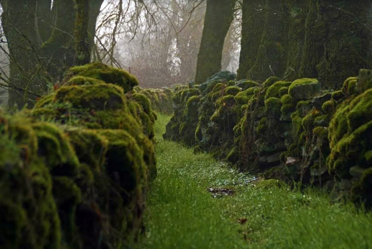 musgo sobre cortinas de piedra y mucha niebla en el pueblo de villamor de la ladre en zamora