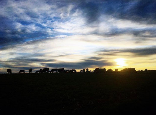 Ganado, vacas asturianas en Villadepera (Zamora)