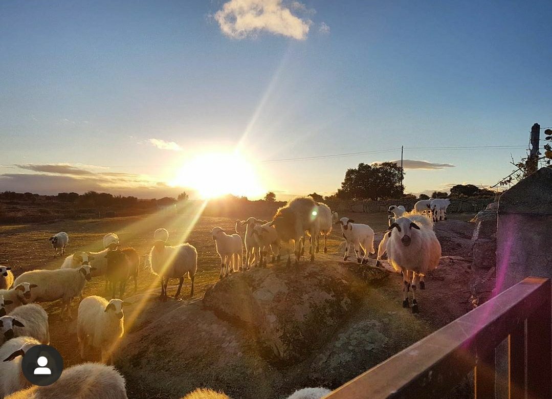 ovejas en la rivera de carbellino de sayago