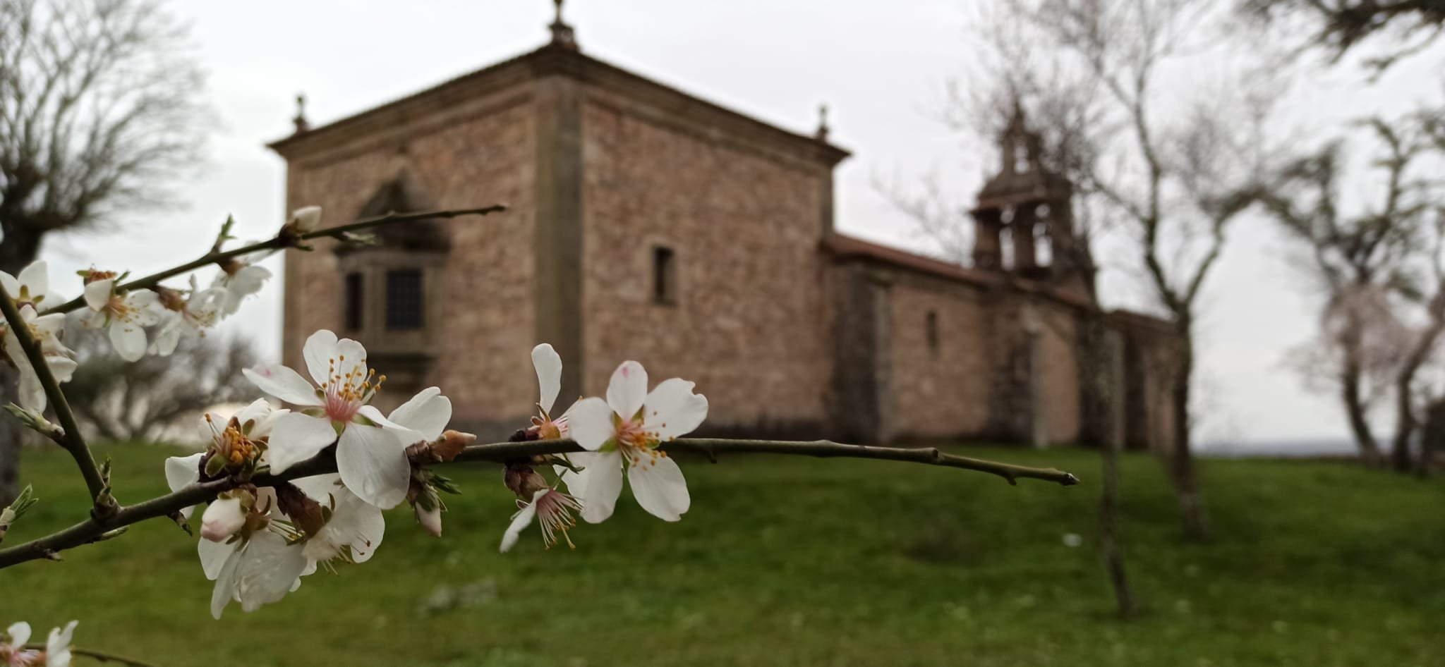 almendros en flor en la ermita de la virgen del castillo de fariza zamora