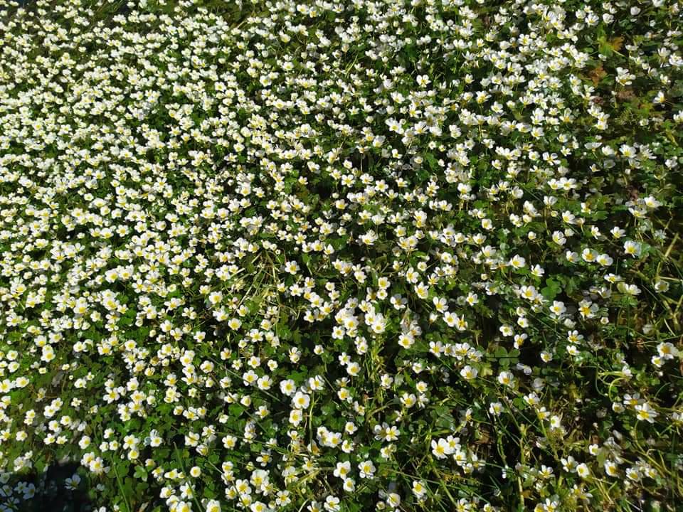 campo plagado de flores en la rivera de Villar del Buey, comarca de Sayago, provincia de Zamora