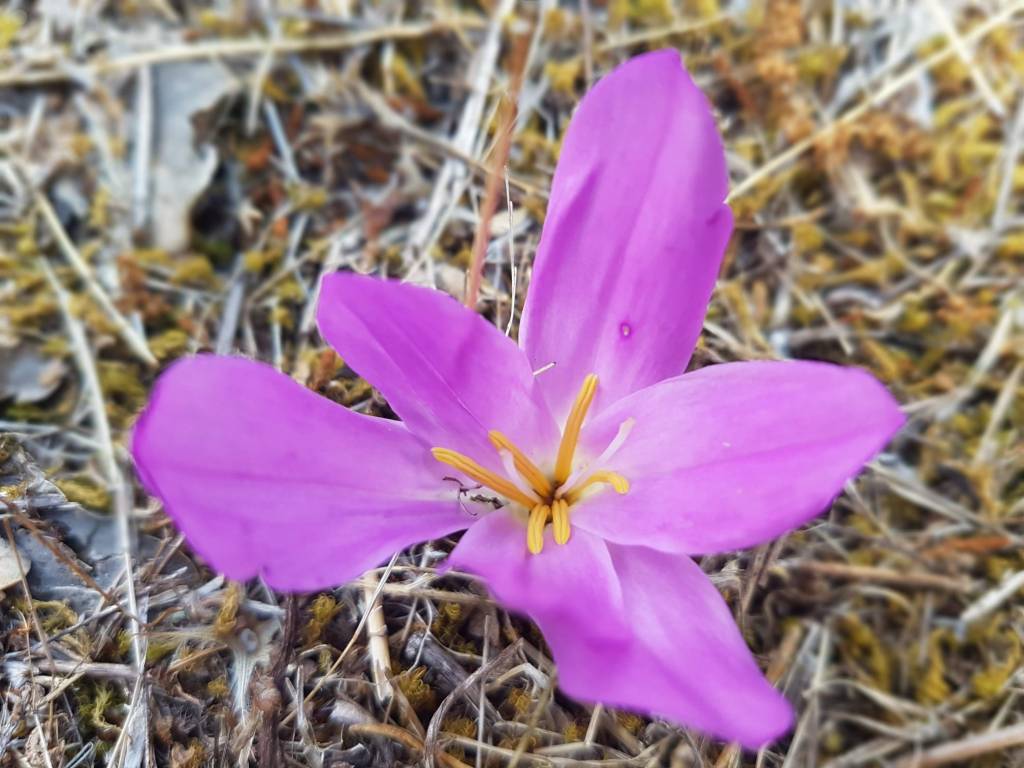 merendera o chupameriendas en los campos de sayago