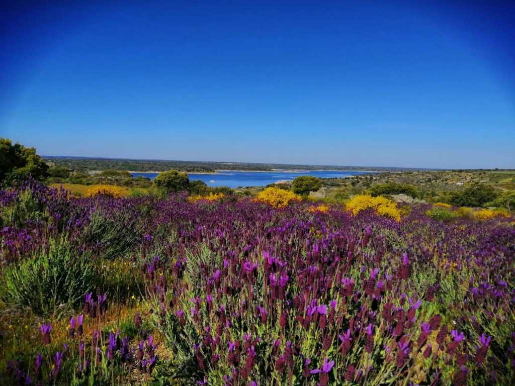 Vegetación de primavera junto al embalse de Almendra - Argusino en la localidad de Carbellino de Sayago, Zamora