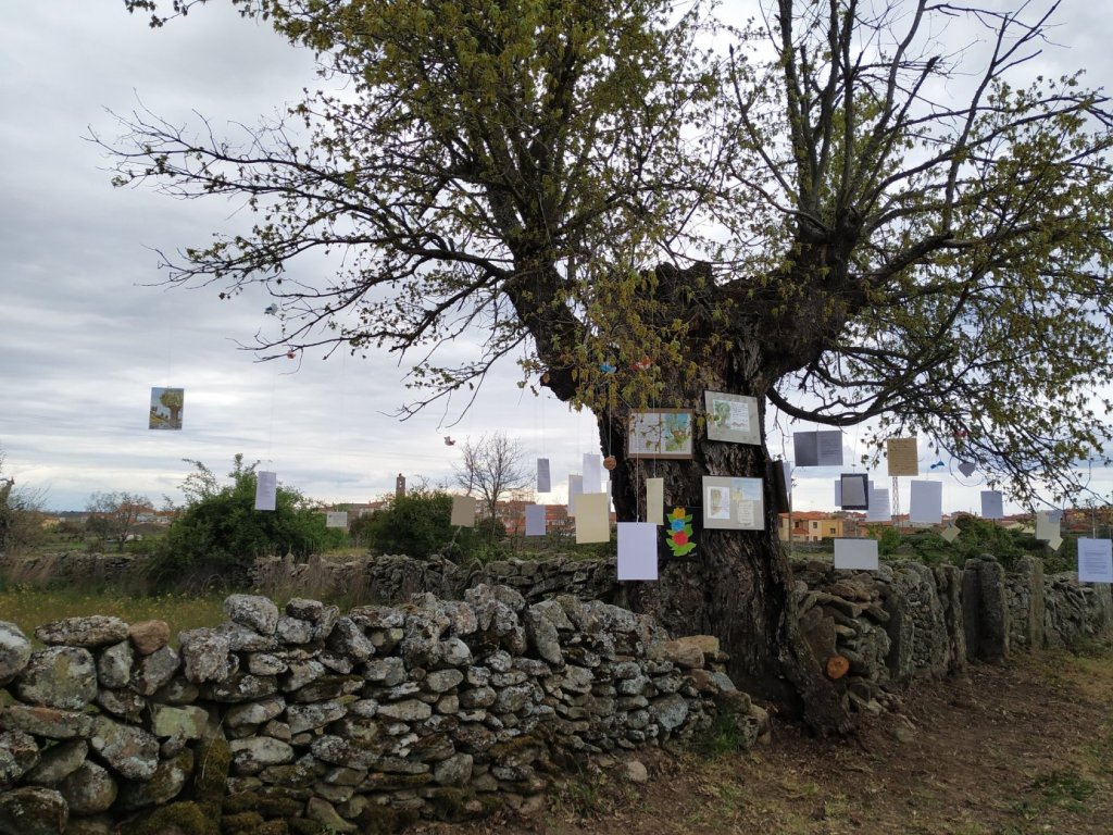 Roble de 450 años en el entorno de Bermillo de Sayago, Zamora