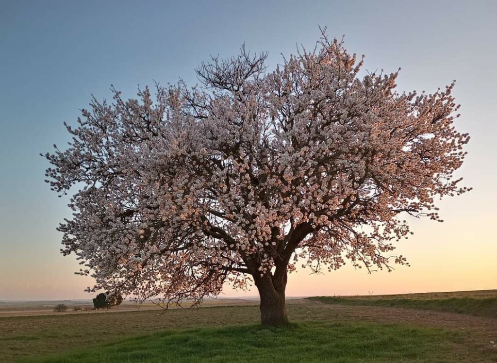 Almendro en Flor en La Pueblica de Campeán