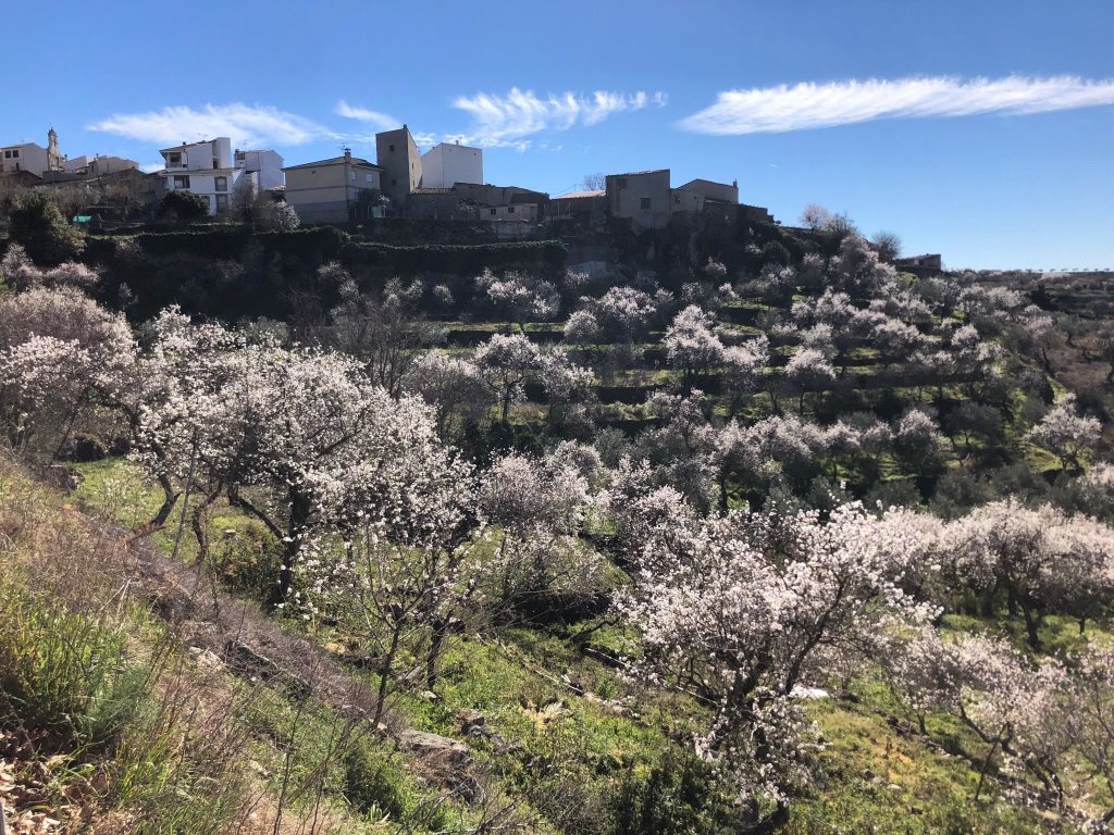 Almendros en flor en la villa de Fermoselle