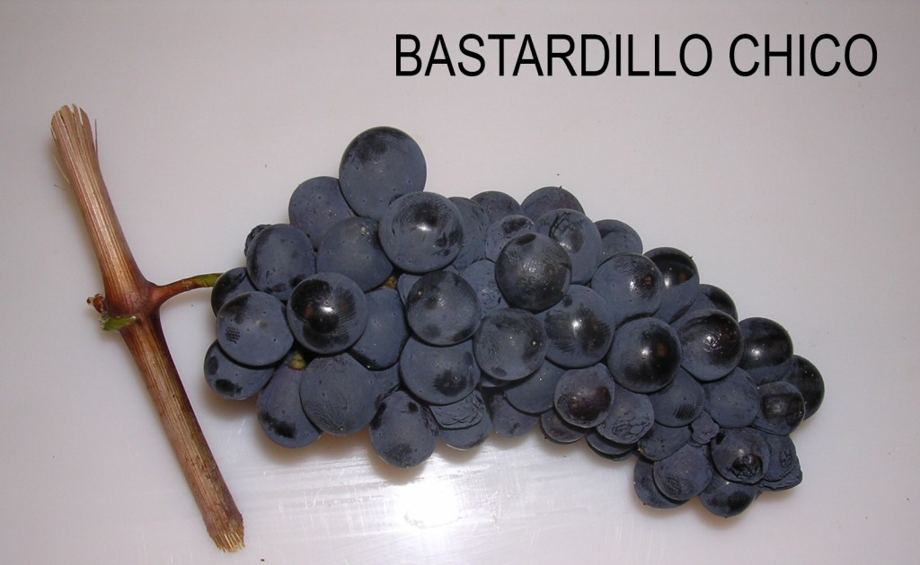 Uva de la variedad Bastardillo Chico incluida en la DO Arribes desde el 25 de marzo de 2022 / Fuente: DO Arribes