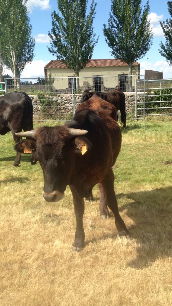 Ejemplar joven de vaca sayaguesa / Foto: Luis Garrido