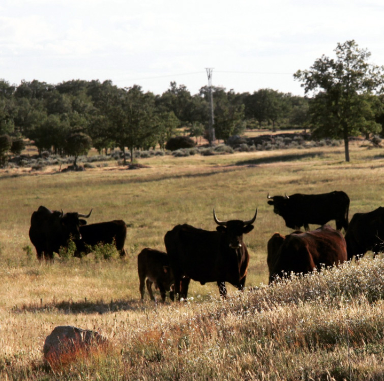 Vacas sayaguesas en los campos de Villar del Buey / Foto de PueblosdeSayago.com