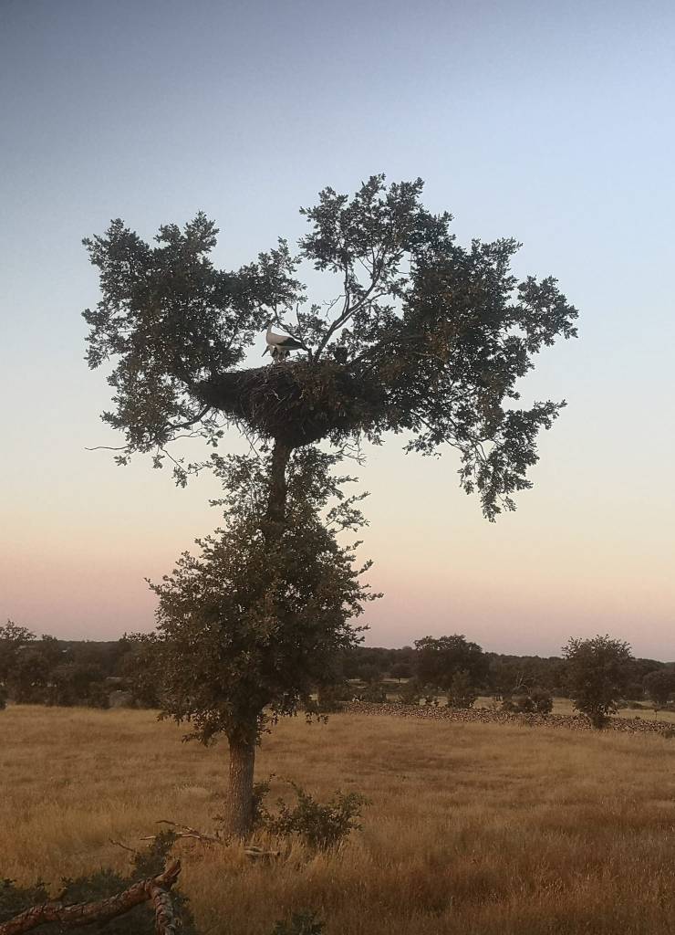 nido de cigueña en la comarca de sayago