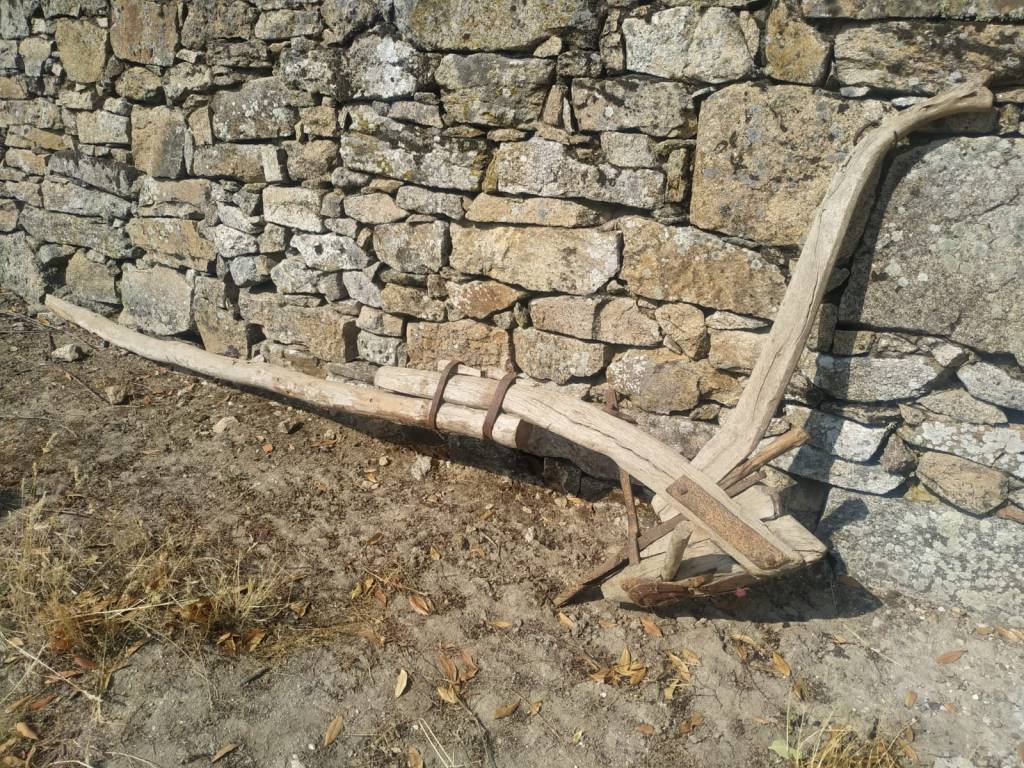 lirios enanos cosechados en la localidad de Villamor de la Ladre. Son de pétalos morados con algún ribete blanco. Los pistilos son amarillos.