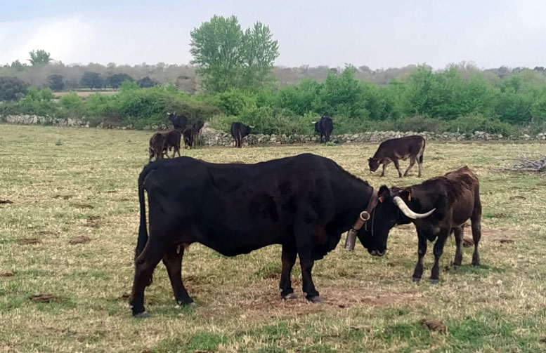 Vaca sayaguesa también denominada vaca del país, 
que hasta bien entrados los años setenta fue el pilar básico de la economía de la zona. 
Una buena pareja de vacas pa relvar, p'al carro y pa otra cosa "cualesquiera", que además criara bien era el orgullo de cualquier labrador que se preciara.
