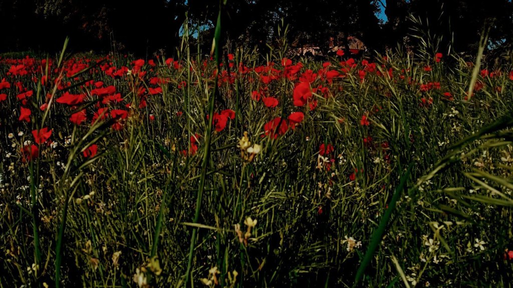 Detalle de campo de amapolas en Gamones, comarca de Sayago (Zamora)