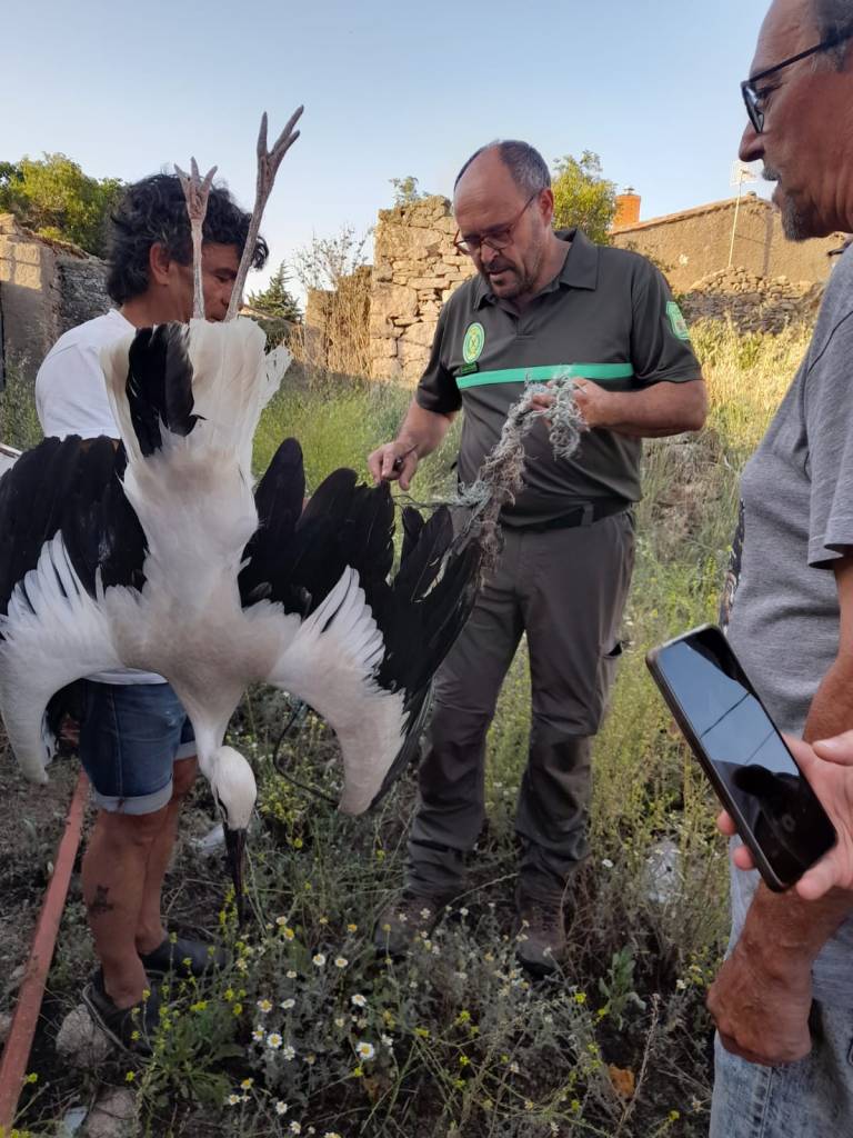 Agente medioambiental retirando cuerdas de las patas de una cigueña blanca