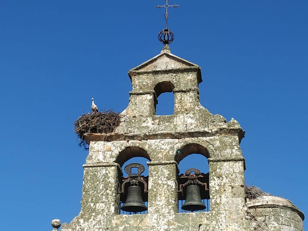 Cigüeña blanca en su nido en la espadaña de la iglesia de Viñuela de Sayago
