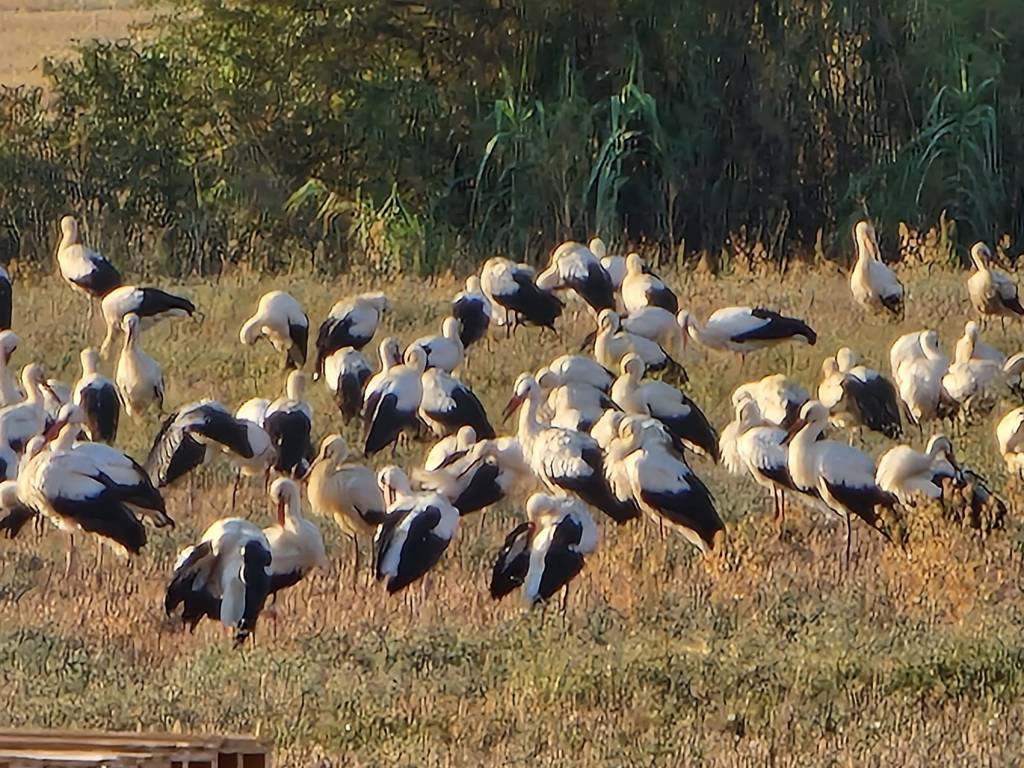 cigueñas en los campos de sayago, zamora